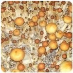 Псилоцибиновые (галлюциногенные)  грибы Psilocybin "Golden Teacher" в Георгиевске